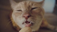 Kini bean sudah memiliki lebih dari 15.800 penggemar di Instagramnya. Di bulan Juni nanti, Bean akan merayakan ulang tahun yang ke dua. Foto: Facebook Cat Named Bean