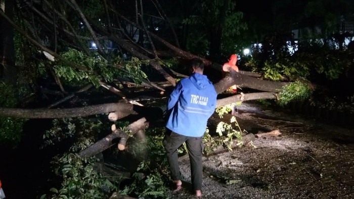 Pohon tumbang di beberapa kecamatan di Padang, Sumbar (Dok. Istimewa)