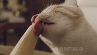 Tanpa alasan yang jelas, Bean sangat sukai menjilati bagian buah pisang, dan tak langsung memakannya. Seakan menikmati aroma harum dan rasa manis dari pisang, Bean tampil keren lewat jepretan kamera. Foto: Facebook Cat Named Bean