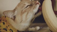 Menurut dokter hewan, Bean tidak boleh terlalu sering memakan pisang. Sehingga sang pemilik hanya memberikannya pisang satu bulan sekali, hal tersebut membuat Bean sangat semangat ketika melihat pisang. Foto: Facebook Cat Named Bean