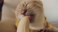 Selain pisang, Bean juga suka selada, hingga yogurt. Terkadang ia memilih telur orak-arik atau keju, makanan-makanan kesukaannya mirip seperti manusia. Foto: Facebook Cat Named Bean