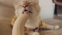 Pose-pose Bean yang imut ini, mendapatkan pujian dari banyak orang. Banyak netizen yang merasa terhibur, karena ekspresi Bean saat makan pisang. Foto: Facebook Cat Named Bean