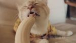 Mirip Model Profesional, Pose Kucing Ini Saat Makan Pisang Bikin Ngakak