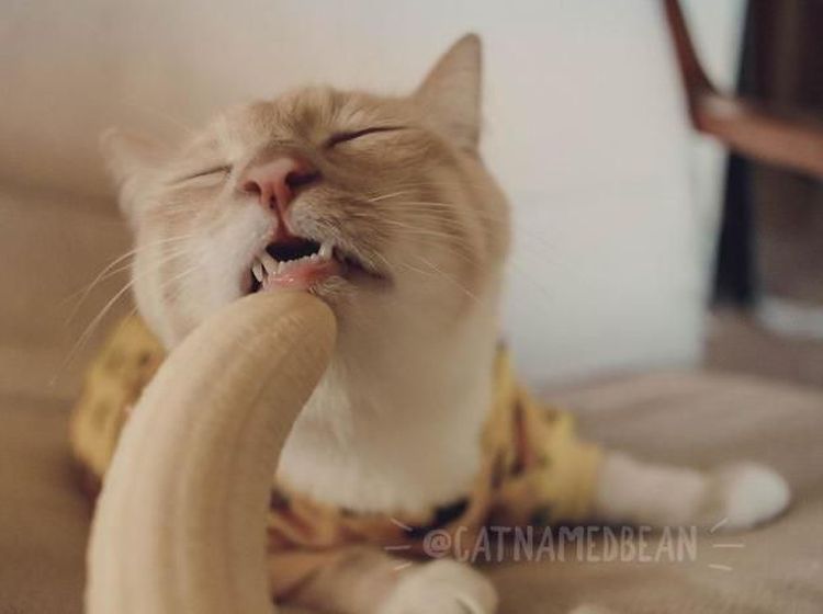 Mirip Model Profesional, Pose Kucing Ini Saat Makan Pisang Bikin Ngakak