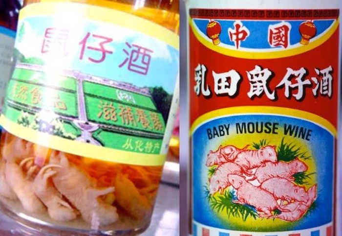 bayi tikus