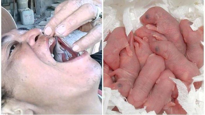 bayi tikus