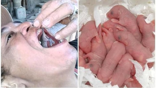 5 Konsumsi Hewan yang Dikaitkan dengan Penyebab dan Obat Virus Corona 5 Konsumsi Hewan yang Dikaitkan dengan Penyebab dan Obat Virus Corona