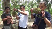 Creamy Manis! Durian Mentega dari Lereng Gunung Semeru 