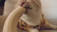 Saya sangat suka mengambil foto Bean, karena ia memiliki sifat yang menyenangkan. Sehingga saya memutuskan untuk membagikan keimutan Bean kepada banyak orang, jelas sang pemilik. Foto: Facebook Cat Named Bean