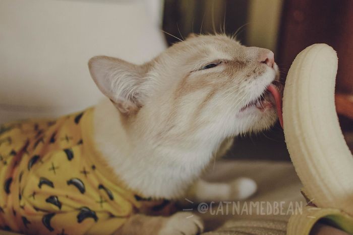 Cat Named Bean Kucing Pisang