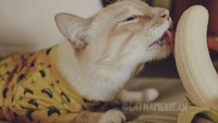 Sang pemilik mengatakan bahwa Bean mulai terobsesi dengan pisang ketika ia masih berusia 9 bulan. Saat itu Bean sangat senang mencium aroma harum dari pisang, tapi dia tidak boleh memakannya setiap hari. Foto: Facebook Cat Named Bean