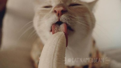 Terobsesi dengan Pisang, Pose Kucing Ini Saat Makan Pisang Bikin Gemas