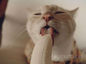 Terobsesi dengan Pisang, Pose Kucing Ini Saat Makan Pisang Bikin Gemas