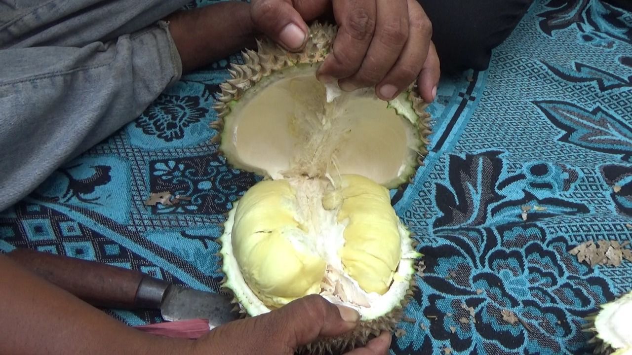 Durian Mentega Lumajang