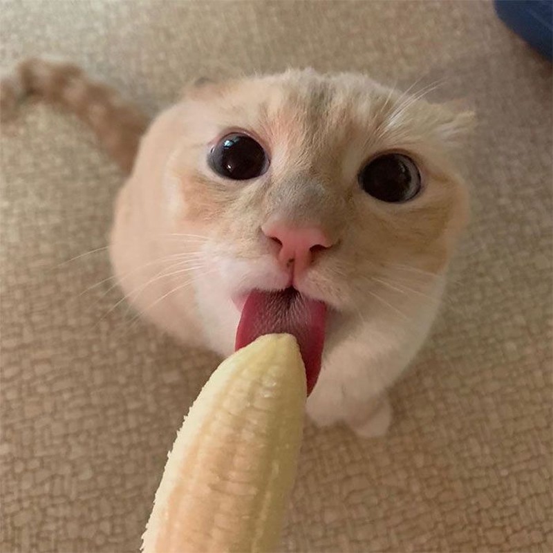 Cat Named Bean Kucing Pisang