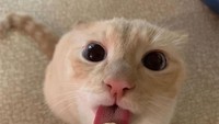 Lewat akun Facebook dan Instagram, Cat Named Bean mulai mendapatkan banyak penggemar. Kucing berwajah imut ini, punya pose lucu saat mengagumi dan memakan buah pisang yang paling disukainya. Foto: Facebook Cat Named Bean