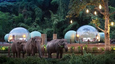 Foto: Hotel Gelembung Kaca di Hutan Gajah Seharga 7,9 Juta