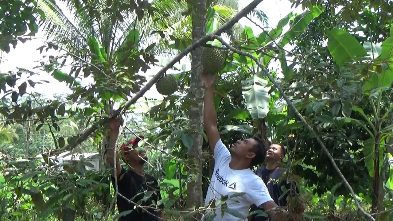 Durian Mentega Lumajang
