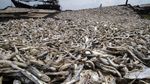 Ikan Teri di Aceh Tembus Pasar Ekspor Malaysia