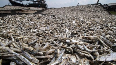 Ikan Teri di Aceh Tembus Pasar Ekspor Malaysia