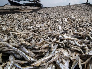 Pangeran Arab Investasi Rp 840 Miliar di Perusahaan Ikan Tiruan