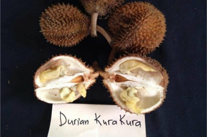 durian unik indonesia
