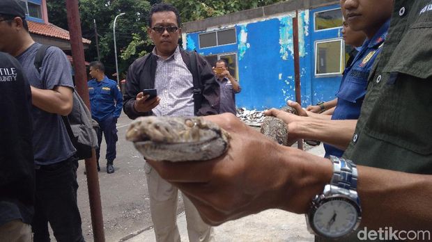 BBKSDA Jabar Selamatkan Dua Ular Mematikan di Cirebon
