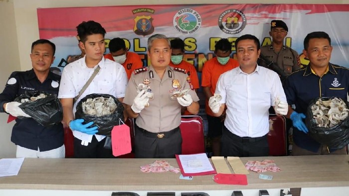 Polres Berau Menangkap 3 Pelaku Pencuri Sarang Walet