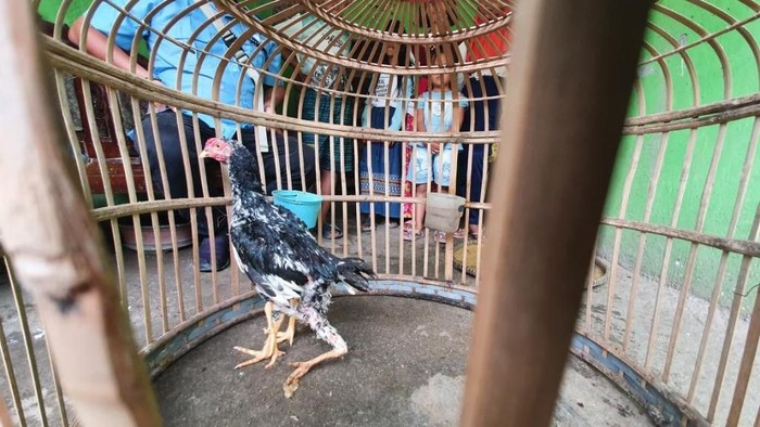Unik! Ada Ayam Berkaki 4 di Bekasi, Diberi Nama Siliwangi
