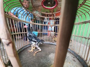 Unik! Ada Ayam Berkaki 4 di Bekasi, Diberi Nama Siliwangi