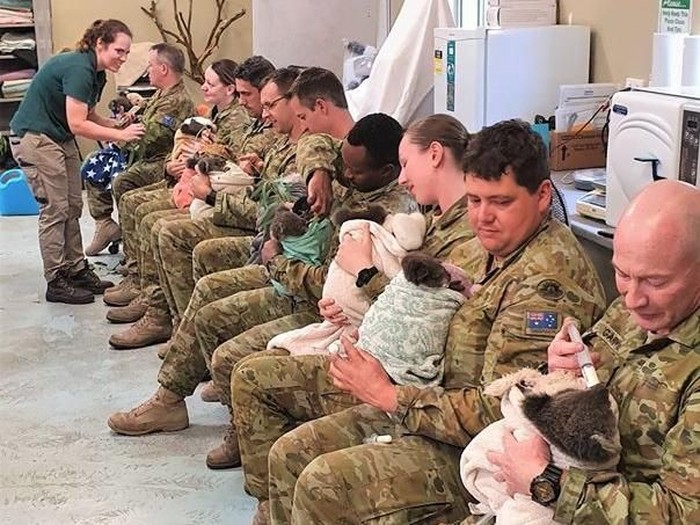 Tentara Australia Rawat Koala yang Terluka