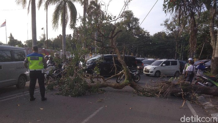 Datuk Haris Molana-detikcom/ Pohon tumbang timpa pemotor di Medan Sumut