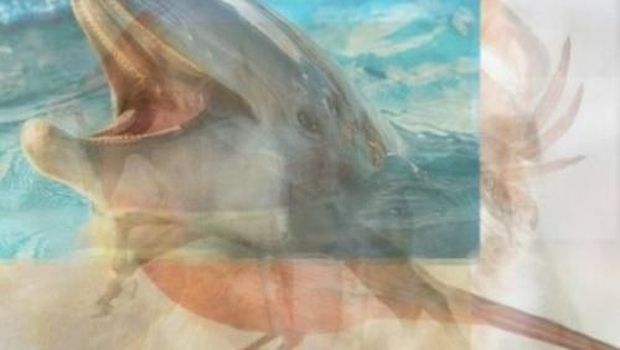 Tes Psikologi: Gambar Hewan Apa yang Pertama Kali Kamu Lihat?