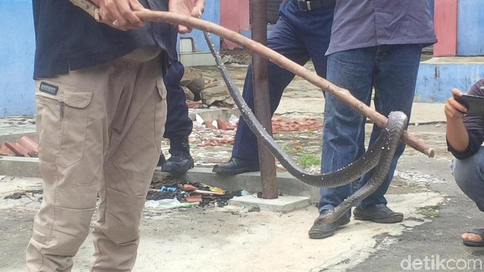 Ular di Cirebon