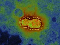Dampak Virus Corona, Merek Bir Corona Dikira Terkait Virus Berbahaya Ini