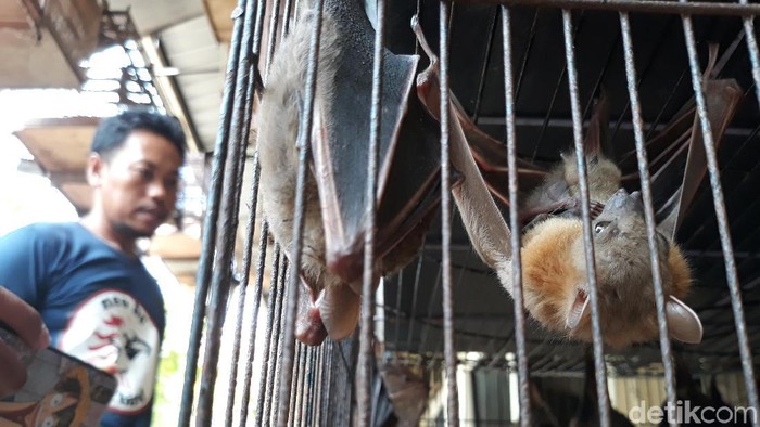 Kelelawar yang dijual di Pasar Depok, Solo, Jumat (31/1/2020).