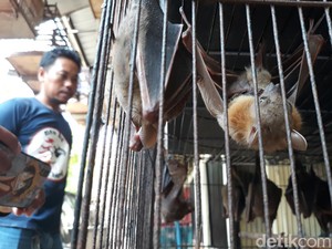 Antisipasi Virus Corona, Pemkot Solo Pantau Perdagangan Kelelawar