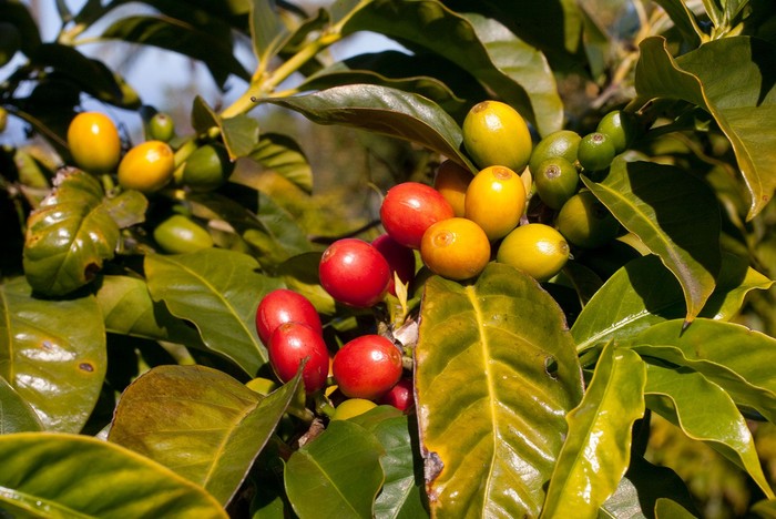 kopi kelelawar