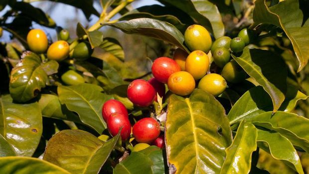 Pesaing Kopi Luwak, Ini Kopi Unik yang Berasal dari Kunyahan Kelelawar!