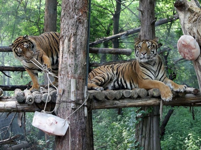 Kuil Harimau Kuil harimau di Thailand