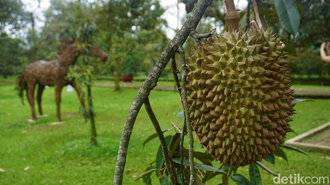 Pencinta Durian, Ini 5 Daerah Penghasil Durian Terbaik di Pulau Jawa