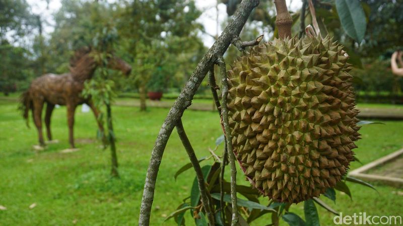 Warso Farm Kebun Durian