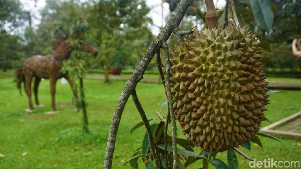 Warso Farm Kebun Durian
