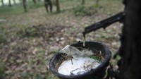 Dampak wabah virus corona, harga karet di Sumatera Selatan mengalami penurunan dari Rp 17.151 per kilogram menjadi Rp 14.950 per kilogram untuk kadar karet kering (KKK) 100 persen atau turun 12,8 persen sejak 20 Januari lalu. Antara Foto/Nova Wahyudi.