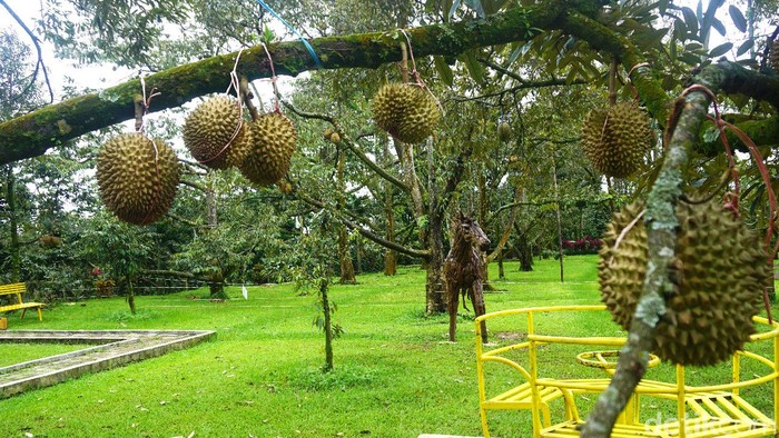 Warso Farm Kebun Durian Warso Farm Kebun Durian