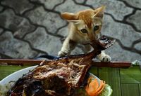 Meong! Kocaknya Aksi Para Kucing yang Ketahuan Mencuri Makanan