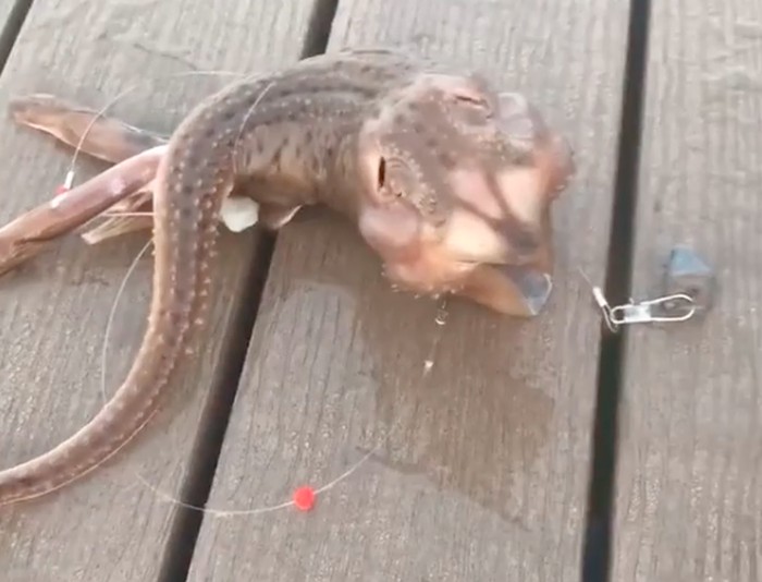 Ikan aneh Ikan aneh