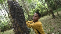 Terkait dengan menurunnya harga karet itu, Dinas perkebunan pun akan melakukan upaya untuk membantu petani agar bisa bertahan hidup dari harga karet yang tengah turun ini. Antara Foto/Nova Wahyudi.