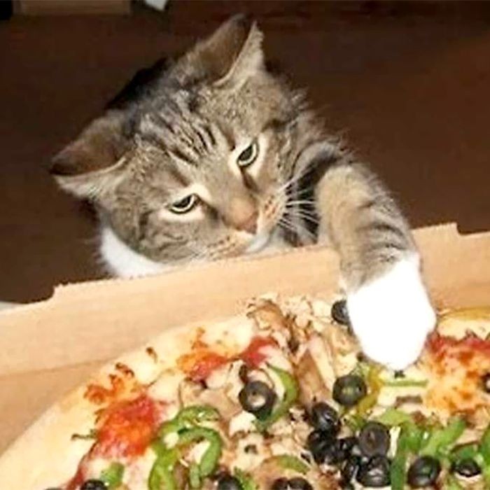 kucing curi makanan kucing curi makanan