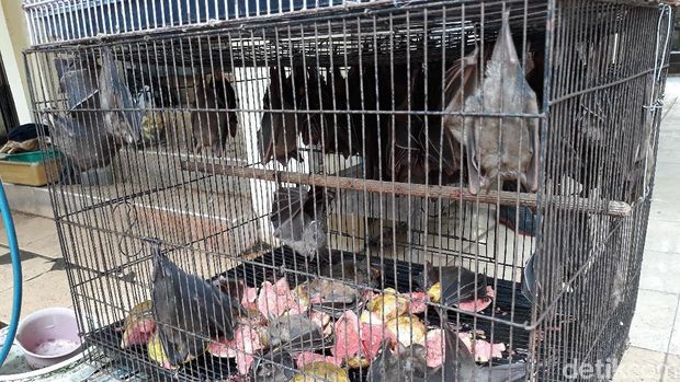 Cegah Virus Corona, Pemkot Solo Pantau Perdagangan Kelelawar